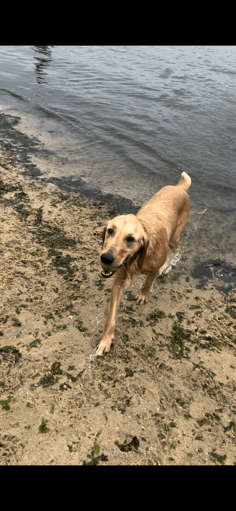Quiet Waters Dog&nbsp;Beach